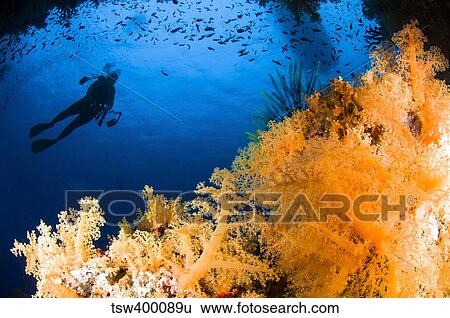 Stock Photograph - Diver hovering over soft coral reef, Fiji, Pacific Ocean.. Fotosearch