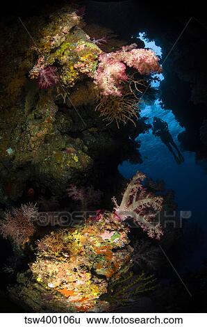 Diver in soft coral seascape, Fiji. View Large Photo Image Stock Photograph - Diver in soft coral seascape, Fiji.. Fotosearch