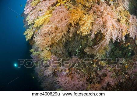 Diver in the distance shining his torch onto brightly colored forests of soft coral. View Large Photo Image Stock Photograph - Diver in the distance shining his torch onto brightly colored forests of soft coral.. Fotosearch