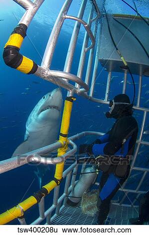 Diver observes a male great white shark from inside a shark cage. View Large Photo Image Stock Photograph - Diver observes a male great white shark from inside a shark cage.. Fotosearch