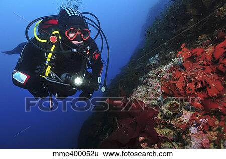 Diver on wall with red algae, Antarctica. View Large Photo Image Stock Photograph - Diver on wall with red algae, Antarctica.. Fotosearch