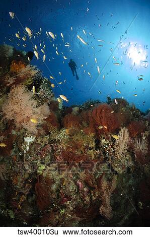 Diver over reef seascape, Indonesia. View Large Photo Image Stock Photograph - Diver over reef seascape, Indonesia.. Fotosearch