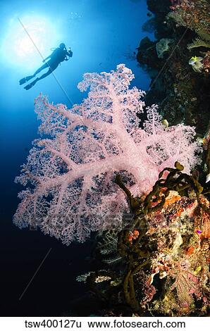 Diver over soft coral seascape, Indonesia. View Large Photo Image Stock Photograph - Diver over soft coral seascape, Indonesia.. Fotosearch