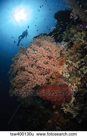 Stock Photograph - Diver over soft coral seascape, Indonesia.. Fotosearch