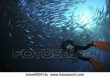 Diver photographing a school of trevally with sunburst, Bali, Indonesia. View Large Photo Image Stock Photograph - Diver photographing a school of trevally with sunburst, Bali, Indonesia.. Fotosearch