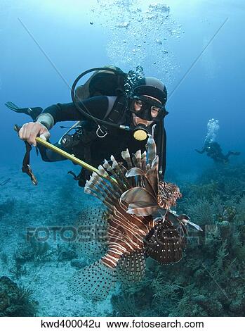 Stock Photograph - Diver spears an invasive Indo-Pacific Lionfish in the Caribbean Sea.. Fotosearch