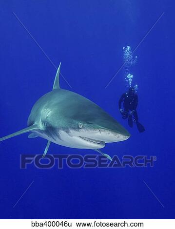 Stock Photograph - Diver swimming with an oceanic whitetip shark.. Fotosearch