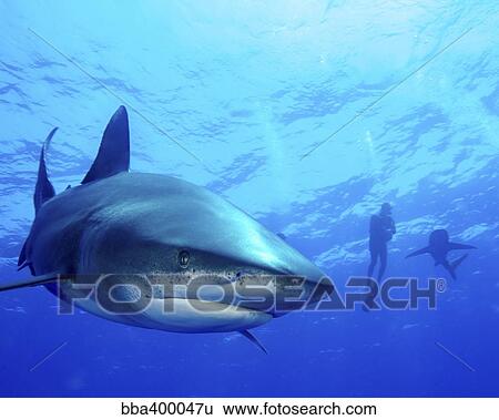 Diver swimming with oceanic whitetip sharks, Cat Island, Bahamas. View Large Photo Image Stock Photograph - Diver swimming with oceanic whitetip sharks, Cat Island, Bahamas.. Fotosearch