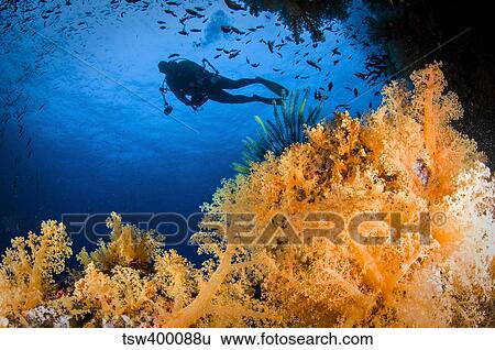 Diver swimms above soft coral, Fiji. View Large Photo Image Stock Photograph - Diver swimms above soft coral, Fiji.. Fotosearch
