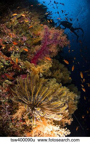 Diver swims by soft corals and crinoid, Fiji. View Large Photo Image Stock Photograph - Diver swims by soft corals and crinoid, Fiji.. Fotosearch