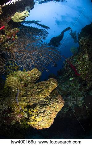 Diver swims over a reef, Belize. View Large Photo Image Stock Photograph - Diver swims over a reef, Belize.. Fotosearch