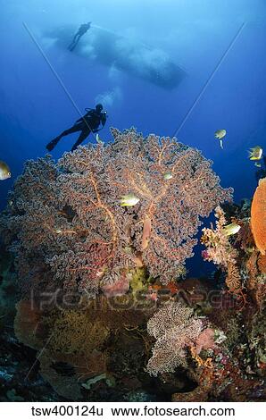 Diver swims over sea fans, Indonesia. View Large Photo Image Stock Photograph - Diver swims over sea fans, Indonesia.. Fotosearch