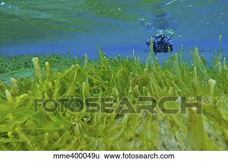 Diver with fluorescent green algae strand on stalks, Snegja, Iceland. View Large Photo Image Stock Photograph - Diver with fluorescent green algae strand on stalks, Snegja, Iceland.. Fotosearch