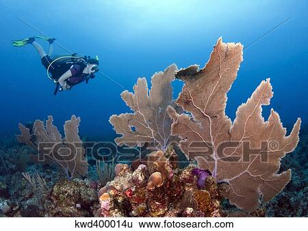 Stock Photograph - Diver with large purple sea fan, Cariibean Sea.. Fotosearch