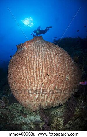 Stock Photograph - Diver with torchlight over large round pinkish barrel sponge.. Fotosearch