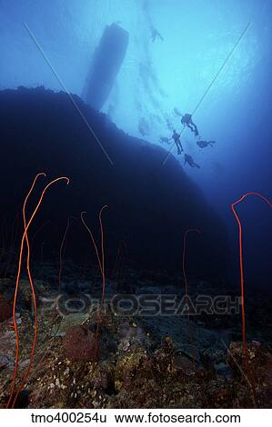 Divers descend onto a deep wreef with red sea whip corals, Fiji. View Large Photo Image Stock Photograph - Divers descend onto a deep wreef with red sea whip corals, Fiji.. Fotosearch