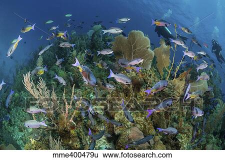 Divers exploring a Caribbean reef with a school of fish. View Large Photo Image Stock Photograph - Divers exploring a Caribbean reef with a school of fish.. Fotosearch