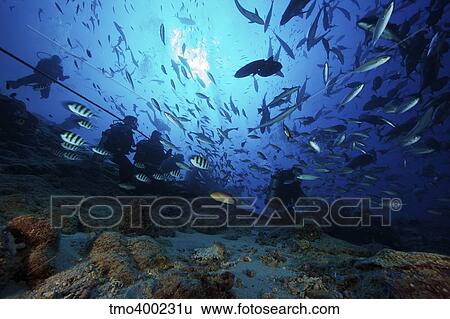 Divers & fish at Beqa Lagoons premier shark dive called the Bistro, Fiji. View Large Photo Image Stock Photograph - Divers & fish at Beqa Lagoons premier shark dive called the Bistro, Fiji.. Fotosearch