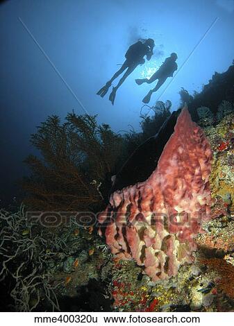 Divers hovering above a large pink barrel sponge, Indonesia. View Large Photo Image Stock Photograph - Divers hovering above a large pink barrel sponge, Indonesia.. Fotosearch