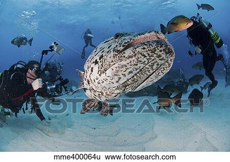 Stock Photograph - Divers photographing a Giant Grouper, Great Barrier Reef, Australia.. Fotosearch