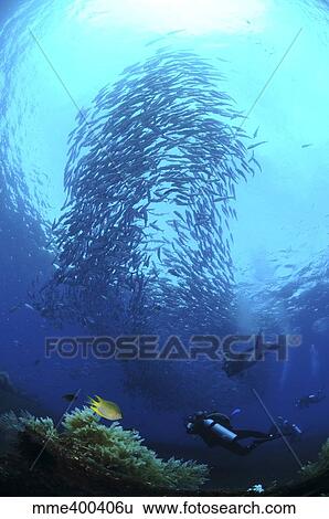 Stock Photograph - Divers photographing a school of trevally, Bali, Indonesia.. Fotosearch