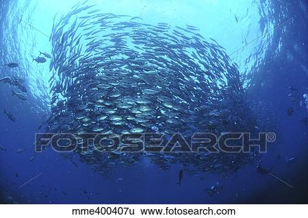 Divers photographing a school of trevally, Bali, Indonesia. View Large Photo Image Stock Photograph - Divers photographing a school of trevally, Bali, Indonesia.. Fotosearch