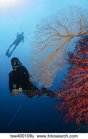 Stock Photograph - Divers swimming by sea fans, Indonesia.. Fotosearch