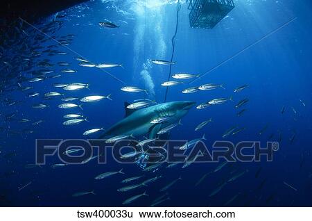 Divers viewing great white shark surrounded by bait fish. View Large Photo Image Stock Photograph - Divers viewing great white shark surrounded by bait fish.. Fotosearch