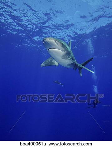 Diving with oceanic whitetip sharks, Cat Island, Bahamas. View Large Photo Image Stock Photograph - Diving with oceanic whitetip sharks, Cat Island, Bahamas.. Fotosearch