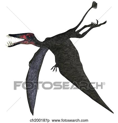 Dorygnathus, a genus of pterosaur from the Jurassic Period. View Large Illustration Stock Illustration - Dorygnathus, a genus of pterosaur from the Jurassic Period.. Fotosearch