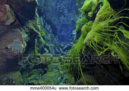 Dramatic fluorescent green algae strands on volcanic rocks, Silfra Crack, Iceland. View Large Photo Image Stock Photograph - Dramatic fluorescent green algae strands on volcanic rocks, Silfra Crack, Iceland.. Fotosearch