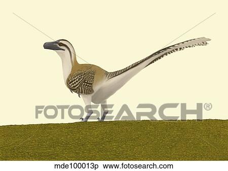 Dromaeosaurus albertensis View Large Illustration Stock Illustration - Dromaeosaurus albertensis. Fotosearch