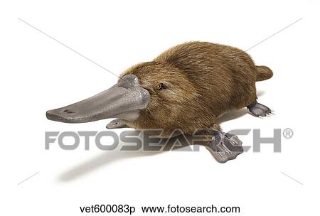 Duck-billed platypus on white background. View Large Illustration Stock Illustration - Duck-billed platypus on white background.. Fotosearch