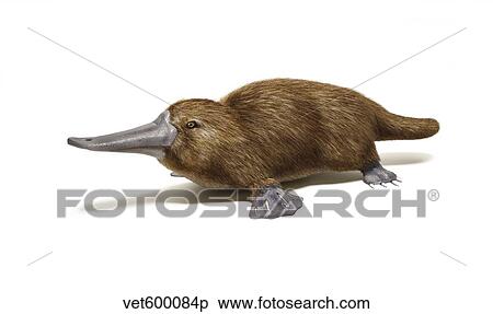 Duck-billed platypus on white background. View Large Illustration Stock Illustration - Duck-billed platypus on white background.. Fotosearch