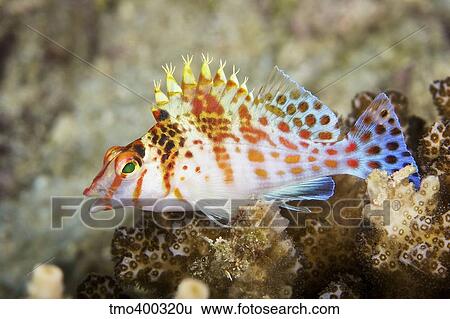 Dwarf Hawkfish, Papua New Guinea. View Large Photo Image Stock Photograph - Dwarf Hawkfish, Papua New Guinea.. Fotosearch