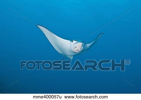Stock Photograph - Eagle Ray, Ari and Male Atoll, Maldives.. Fotosearch