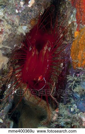 Stock Photograph - Electric clam, Lembeh Strait, North Sulawesi, Indonesia.. Fotosearch