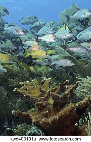 Stock Photograph - Elkhorn coral with schooling grunts and snappers on caribbean reef.. Fotosearch