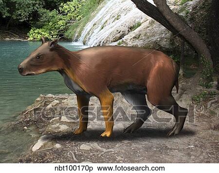 Elomeryx is an artiodactyl ungulate from the Cenozoic Era. View Large Illustration Stock Illustration - Elomeryx is an artiodactyl ungulate from the Cenozoic Era.. Fotosearch