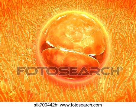 Drawing - Embryo development 24-36 hours after fertilization.. Fotosearch