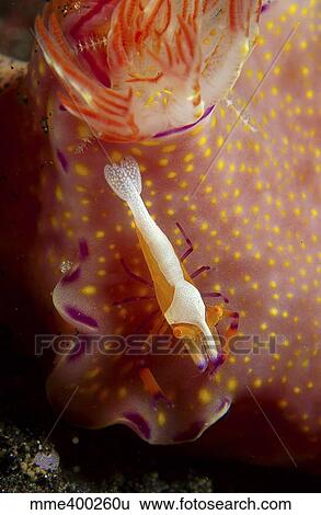 Stock Photograph - Emperor commensal shrimp on a nudibranch, North Sulawesi.. Fotosearch