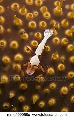 Emperor shrimp on orange sea cucumber, North Sulawesi, Indonesia. View Large Photo Image Stock Photograph - Emperor shrimp on orange sea cucumber, North Sulawesi, Indonesia.. Fotosearch