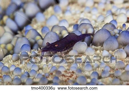 Emporer Shrimp on a large pin cushion starfish, Papua New Guinea. View Large Photo Image Stock Photograph - Emporer Shrimp on a large pin cushion starfish, Papua New Guinea.. Fotosearch