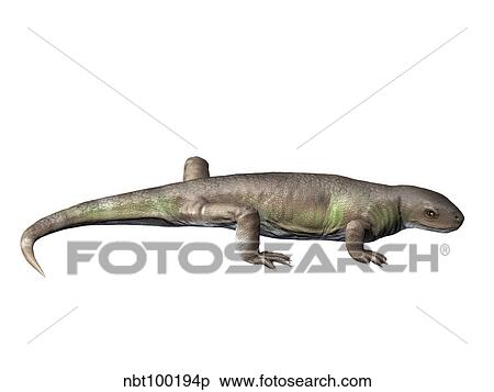 Eocasea is a synapsid from the Late Carboniferous period. View Large Illustration Stock Illustration - Eocasea is a synapsid from the Late Carboniferous period.. Fotosearch