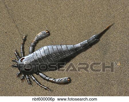 Eurypterus tetragonophthalmus, Silurian of Europe. View Large Illustration Stock Illustration - Eurypterus tetragonophthalmus, Silurian of Europe.. Fotosearch