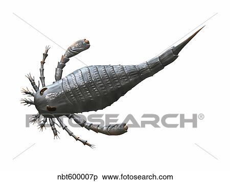Eurypterus tetragonophthalmus, Silurian of Europe. View Large Illustration Stock Illustration - Eurypterus tetragonophthalmus, Silurian of Europe.. Fotosearch