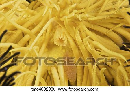 Stock Photograph - Exteme close-up of the mouth of a crinoid feather star, Papua New Guinea.. Fotosearch
