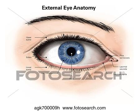 External anatomy of the human eye (with labels). View Large Illustration Drawing - External anatomy of the human eye (with labels).. Fotosearch