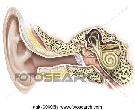 Drawing - External auditory canal of human ear.. Fotosearch