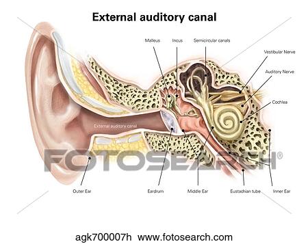 External auditory canal of human ear (with labels). View Large Illustration Drawing - External auditory canal of human ear (with labels).. Fotosearch